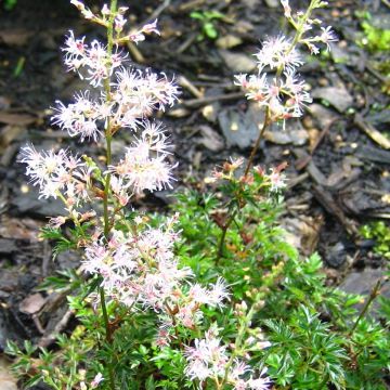 Astilbe glaberrima ssp. saxosa - Prachtspiere