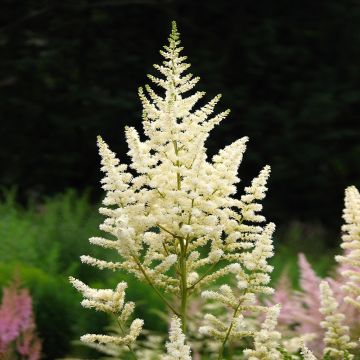 Astilbe japonica Deutschland - Prachtspiere