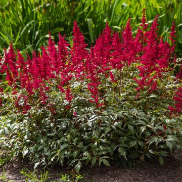 Astilbe japonica Red Sentinel - Prachtspiere