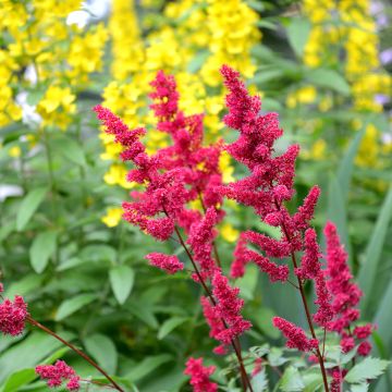 Astilbe japonica Vesuvius - Prachtspiere