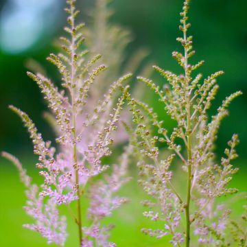 Astilbe rivularis var myriantha - Prachtspiere