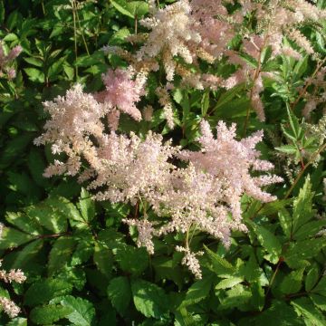 Astilbe simplicifolia Pink Lightning - Prachtspiere