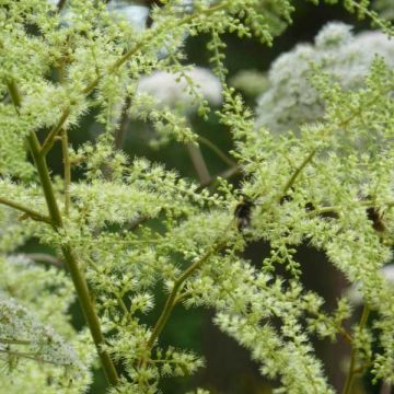 Astilbe rivularis Grandifloraivularis - Prachtspiere