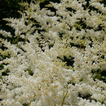 Astilbe simplicifolia Sprite - Prachtspiere