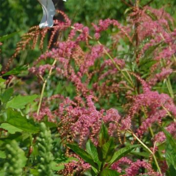 Astilbe thunbergii Straussenfeder - Prachtspiere