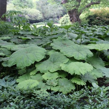 Astilboides tabularis - Tafelblatt