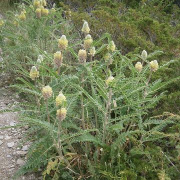 Astragalus centralpinus - Zentralalpen Tragant