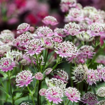 Astrantia Buckland - Sterndolde