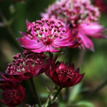 Astrantia Burgundy Manor - Sterndolde