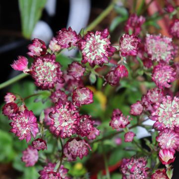 Astrantia Moulin Rouge - Sterndolde