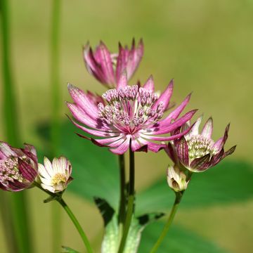 Astrance - Astrantia major Primadonna