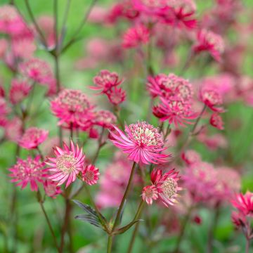 Astrantia Ruby Star - Sterndolde