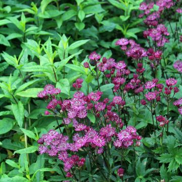 Astrantia Ruby Wedding - Sterndolde