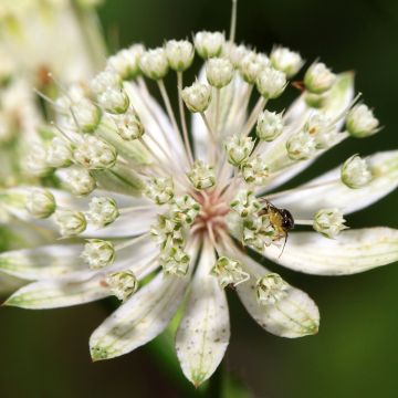 Astrantia White Giant - Große Sterndolde