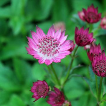 Astrantia Venice - Sterndolde