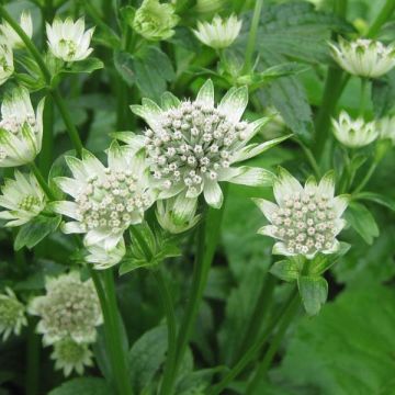 Astrantia Star of Billion - Sterndolde