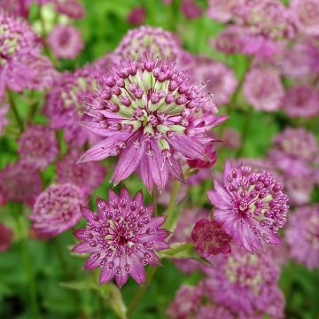 Astrance - Astrantia major Star of Passion