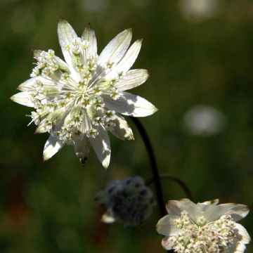 Astrantia bavarica  - Bayerische Sterndolde