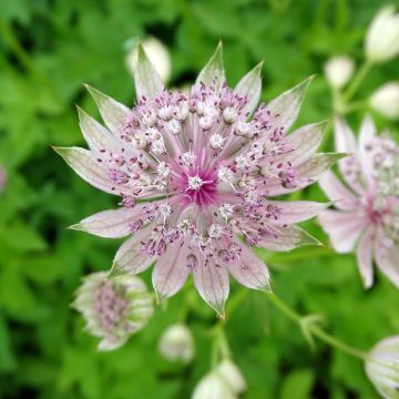 Astrantia Pink Sensation - Sterndolde