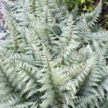 Athyrium niponicum var. pictum Ghost - Regenbogenfarn