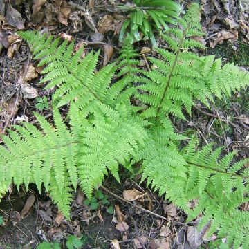 Athyrium filix-femina Cruciatum Group - Fougère femelle