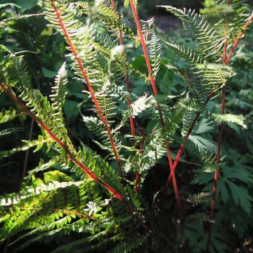 Athyrium filix-femina var. angustum forma rubellum Lady in Red - Regenbogenfarn