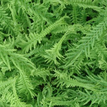 Athyrium filix-femina Victoriae - Wald-Frauenfarn