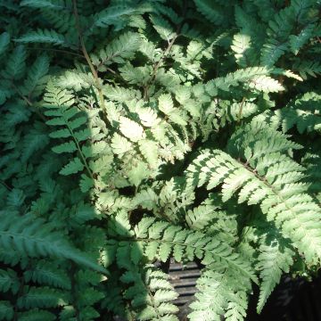 Athyrium niponicum Ursula's Red - Fougère japonaise