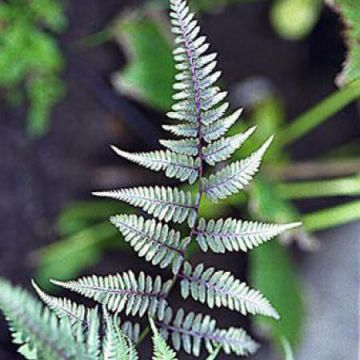 Athyrium niponicum var. pictum Metallicum - Regenbogenfarn