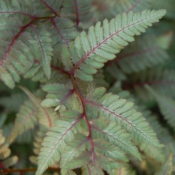 Athyrium niponicum var. pictum Red Beauty - Regenbogenfarn