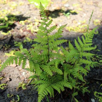 Athyrium vidalii - Asiatischer Frauenfarn