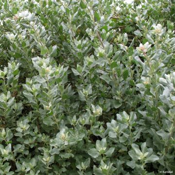 Atriplex halimus - Strauch-Melde