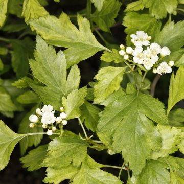 Aubépine - Crataegus chlorosarca Variegata