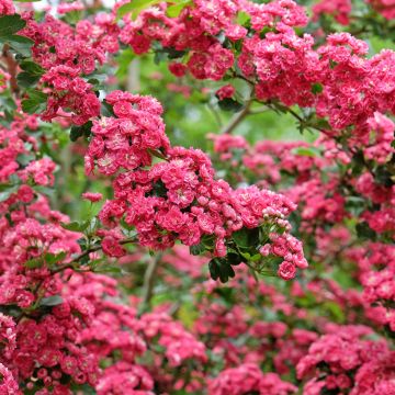 Crataegus laevigata Paul's Scarlet - Zweigriffliger Weißdorn