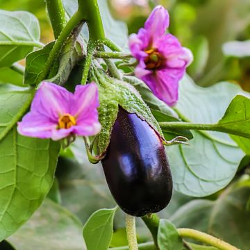 Aubergine Black beauty