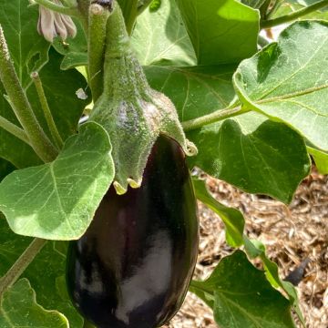 Aubergine Bonica F1 - Vilmorin