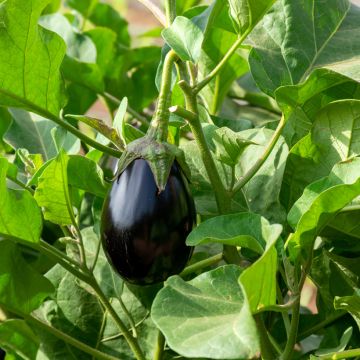 Aubergine Bonica (Veredelte Aubergine)