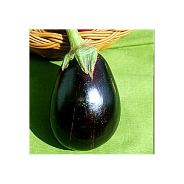 Aubergine Bonica (Veredelte Aubergine)