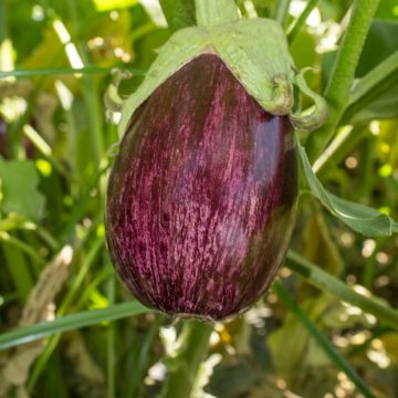 Aubergine Listada de Gandia - Oeuf végétal