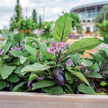 Aubergine Patio Baby F1 (Pflanzen)