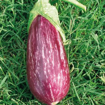 Aubergine Rania F1 (Veredelte Aubergine)