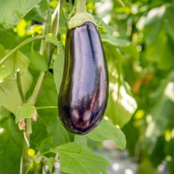 Aubergine Sultane (Veredelte Aubergine)