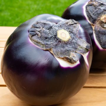 Aubergine Violetta Di Firenze Bio - Ferme de Sainte Marthe