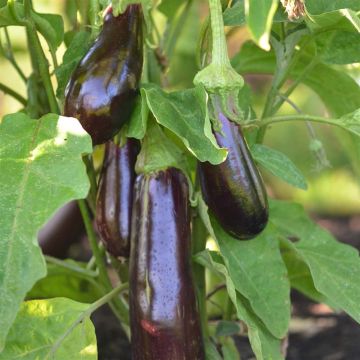 Aubergine Violetta Lunga 2 Bio