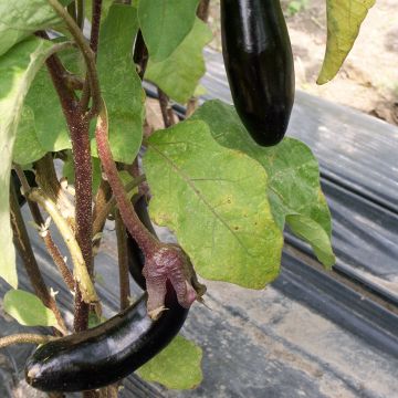 Aubergine de Barbentane Bio