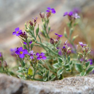 Blaukissen Dr Mules Variegated - Aubrieta