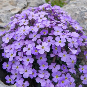 Blaukissen Novalis Blue - Aubrieta