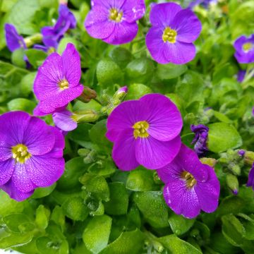 Blaukissen Kitte Blue - Aubrieta