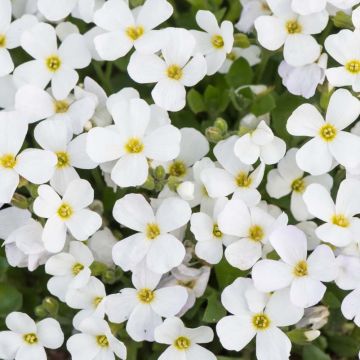 Blaukissen Kitte White - Aubrieta