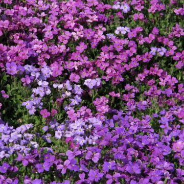 Blaukissen T&M Mixed Hybrids (Samen) - Aubrieta